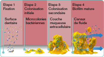 explore-image-oral-care-vap-facts-1-FR.png